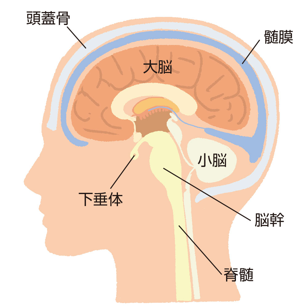 他の部位で発生したがんが脳に転移 転移性脳腫瘍 医療法人輝鳳会クリニック Nk療法 Inkt療法によるがん治療